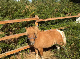 32&rdquo; cream dun and white registered mare