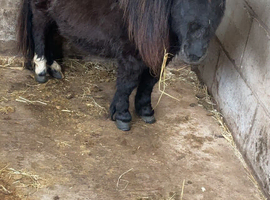 Miniature Shetland
