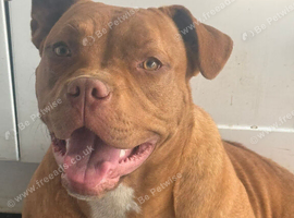 Bullmastiff cross (female)