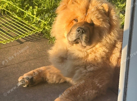 7 month old chow chow male (simba)