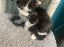 1 male and 1 female kitten ready to leave now ( NN16)