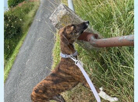 Lurcher