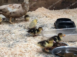Female Muscovy and Ducklings