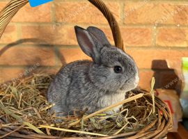 Mini Lop x Standard Rex Rabbits [Ready to Leave]
