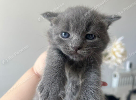 5 Gorgeous Kittens~Ready to reserve