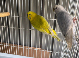 4 Budgies breeding pair for sale