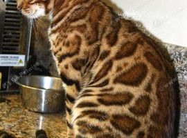 2 beautiful bengal