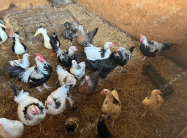 Bantams and large fowl