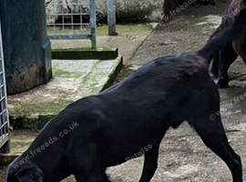 Labrador pup for sale