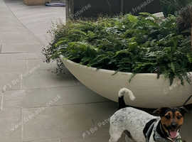 Jack Russel Stud - Maxi 2 years Old