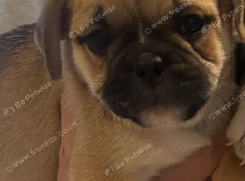 British Bulldog cross pug puppies ready now
