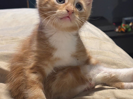 4 beautiful Kittens looking for there forever homes
