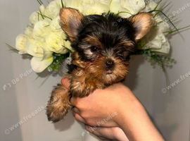 Ready to leave Yorkshire terrier boy