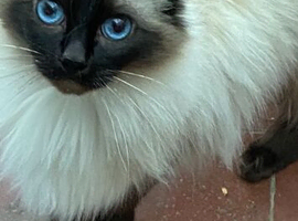 Wanted Ragdoll stud cat