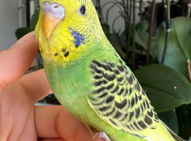 Hand tame female baby budgie