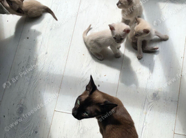 Adorable pedigree Tonkinese, mum and dad registered GCCF , both here.