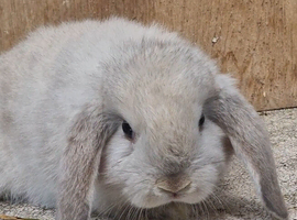 Pure  mini lops ready to leave 6th june
