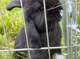 Beautiful bunnies