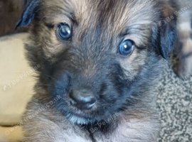 8 beautiful Belgian malinois x puppies
