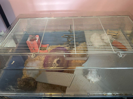 Hamster and cage