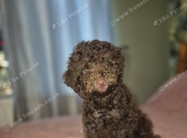 Maltipoo Maltese x toy poodle