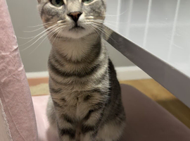 Female Kitten