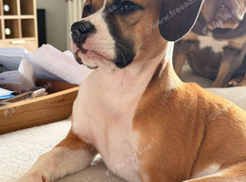 Stanley looking for his new home.