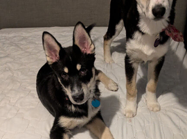 2x Shepsky