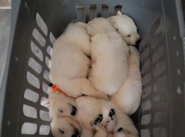 Gorgeous white german shepherd pups