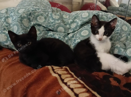Kittens
