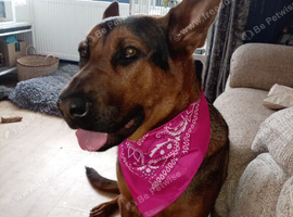 German Shepherd x Chinese red dog