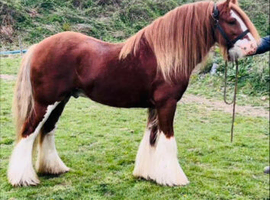 Amazing cob stallion