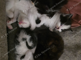 2 boys 1 girl ragdoll mixed