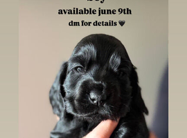 4 stunning show cocker spaniels