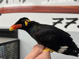 Looking for mynah bird