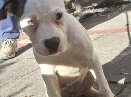 American bulldog