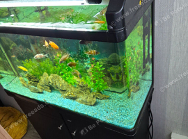 Jad fishtank