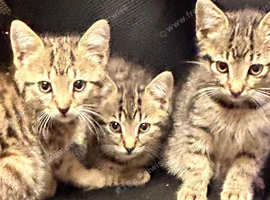 Kittens &pound;50