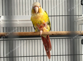 Pineapple conure 18 months