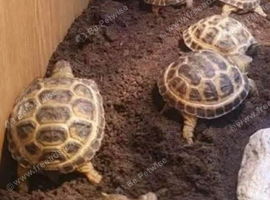 Tortoise