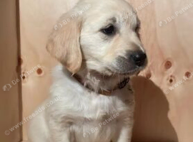 BEAUTIFUL FLUFFY GOLDEN RETRIEVER PUPPIES FILLED WITH CHARMS