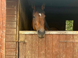 16hh 8 year old mare