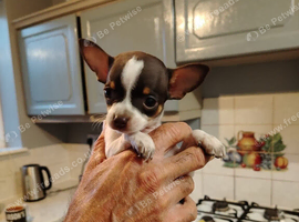 Miniature pinscher X chihuahua