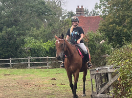 17.2hh | 10-Year-Old Mare For loan