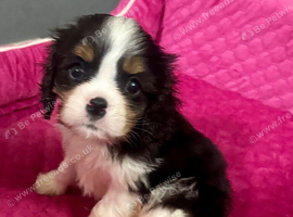 Cavalier King Charles puppy