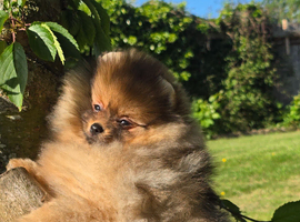 *Beautiful pedegre pomeranian pup*