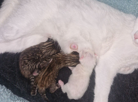 3 Turkish Angora cross kittens