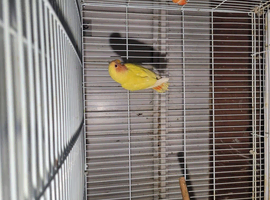 Lovebirds