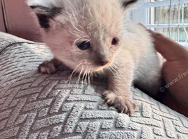 Hi I have 2 Turkish angora kittens needing a new home as I'm going abroad