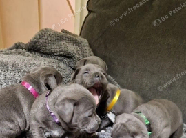 Fabulous Home Raised Blue Staffordshire Bull Terrier Pups
